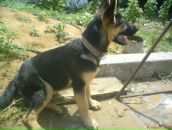 Олександр Калінчук фотография #40 (источник - https://vk.com/id30590655)