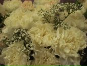 Фотография Ивановской Елены