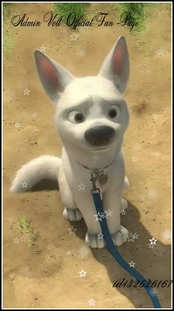 Симба Супер-Лев фотография #48