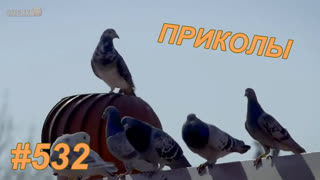 Приколы сентябрь 2019 №532
