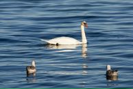 Роман Нутерман фотография #31 (источник - https://vk.com/id766871)