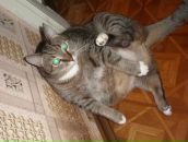 Фотография Пригарина Кирилла