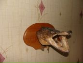 Константин Трегубенко фотография #29 (источник - https://vk.com/id1619190)