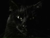 Фотография Сычева Дмитрия