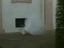 Сергій Калин фотография #50 (источник - https://vk.com/id70308015)