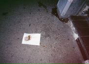 Bug Report фотография #23 (источник - https://vk.com/id2490637)