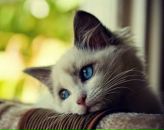 Катя Мечта фотография #12 (источник - https://vk.com/id1440407)