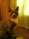 Кот =) фотография #24 (источник - https://vk.com/id89873718)