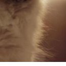 Василь Дмитрів фотография #49 (источник - https://vk.com/id98013424)