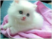 Лєна Наумець фотография #45 (источник - https://vk.com/id151138570)