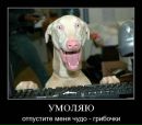 Віталік Площинський фотография #14 (источник - https://vk.com/id151201374)