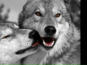 Фотография Ибрагимхалилова Руслана