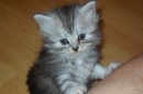 Кот Салтыков фотография #47 (источник - https://vk.com/id82408447)