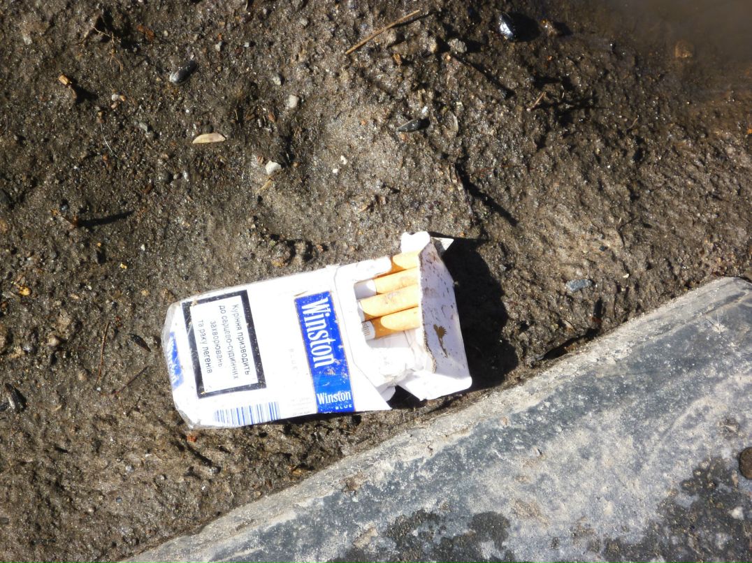 Dragon Fly фотография #33