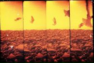 Фотография Валиуллина Дамира