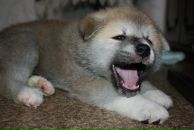 Фотография Алабугин Дмитрий