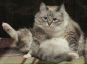 Фотография Морошкин Святослав