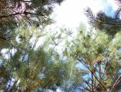 Сергій Гурінчук фотография #45 (источник - https://vk.com/id12433093)