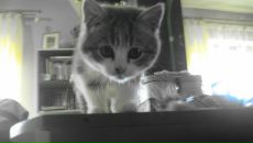 Mr Norbert фотография #12 (источник - https://vk.com/id67877367)