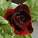 Ян Іванов фотография #1